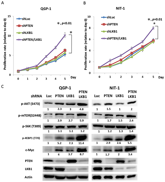 PTEN and LKB1 synergistically enhance the activation of the AKT/mTOR pathway and promote the proliferation of pNET cell lines.