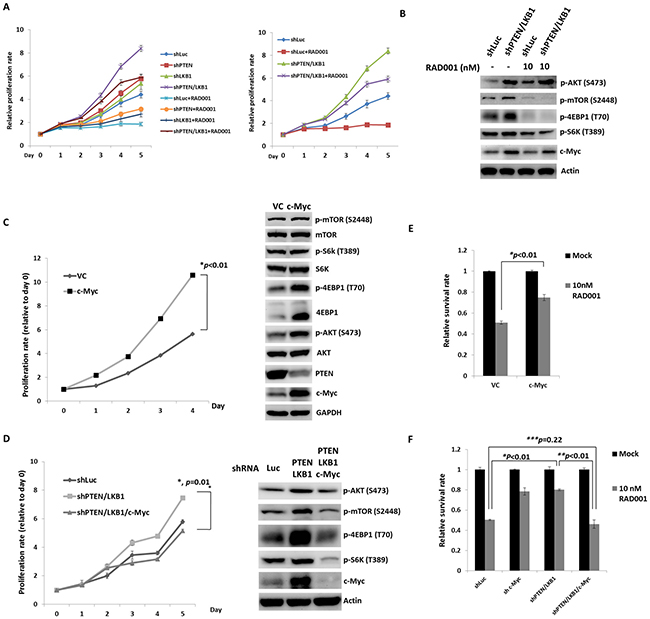 PTEN and LKB1 loss confers the attenuated sensitivity of pNET cells to mTOR inhibitor via regulation of AKT/mTOR/c-Myc axis.
