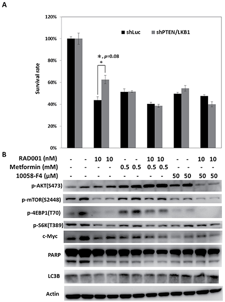 Regulation of mTOR pathway by metformin or targeting c-Myc by c-Myc inhibitor reverses the attenuated sensitivity of pNET cells with PTEN/LKB1 loss to mTOR inhibitor.