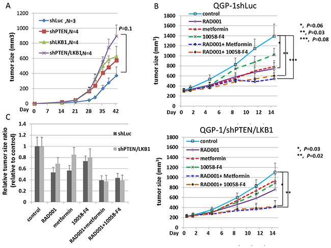The tumor growth curves of QGP-1 xenograft mice and anti-tumor response of QGP-1 xenograft mice treated with RAD001, metformin, 10058-F4 and combination of RAD001 with metformin or 10058-F4.