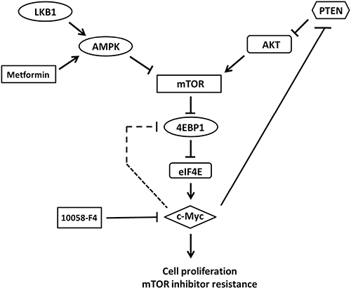 The putative model for the regulation of AKT/mTOR/c-Myc axis by PTEN and LKB1 in pNET.