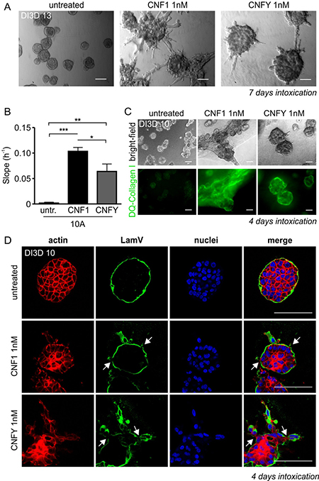 Intoxication with the Rho-activating bacterial toxins CNF1 and CNFY induces an invasive phenotype in three-dimensional (3D) MCF-10A cultures.