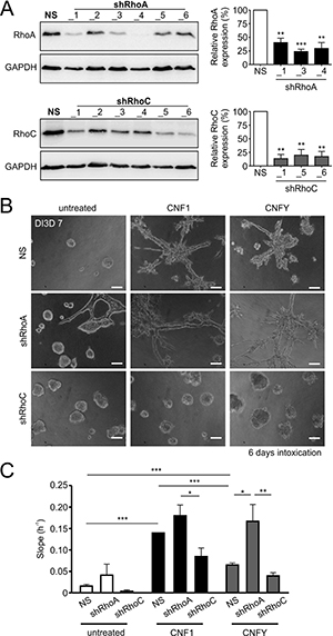 Knockdown of RhoC but not RhoA precludes the pro-invasive effect of CNF1- and CNFY treatment.