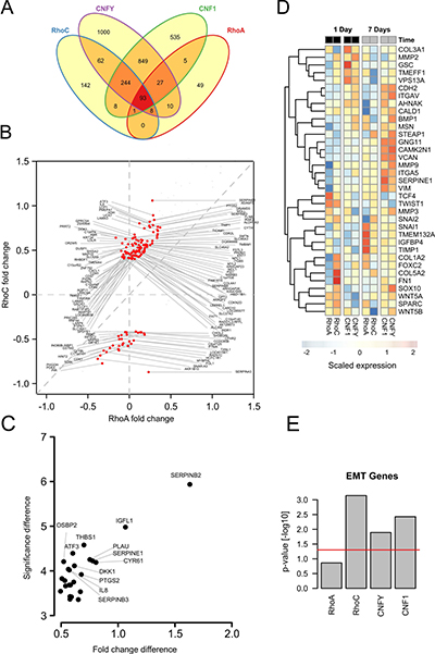 Transcriptome analysis shows induction of EMT genes specifically for RhoC overexpression.