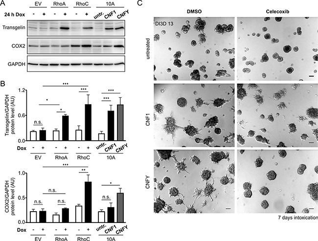 Transgelin and COX-2 as target genes of Rho proteins and CNF toxins.