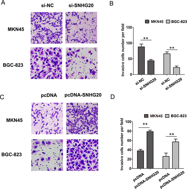 SNHG20 promoted the GC cell invasion in MKN45 or BGC-823 cells.
