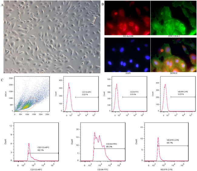 Cultivation and identification of EPCs derived from umbilical cord blood.