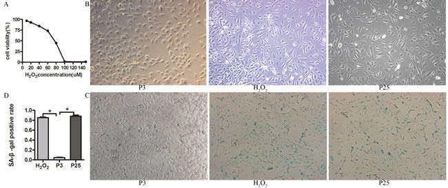 Characteristic of the senescence model.