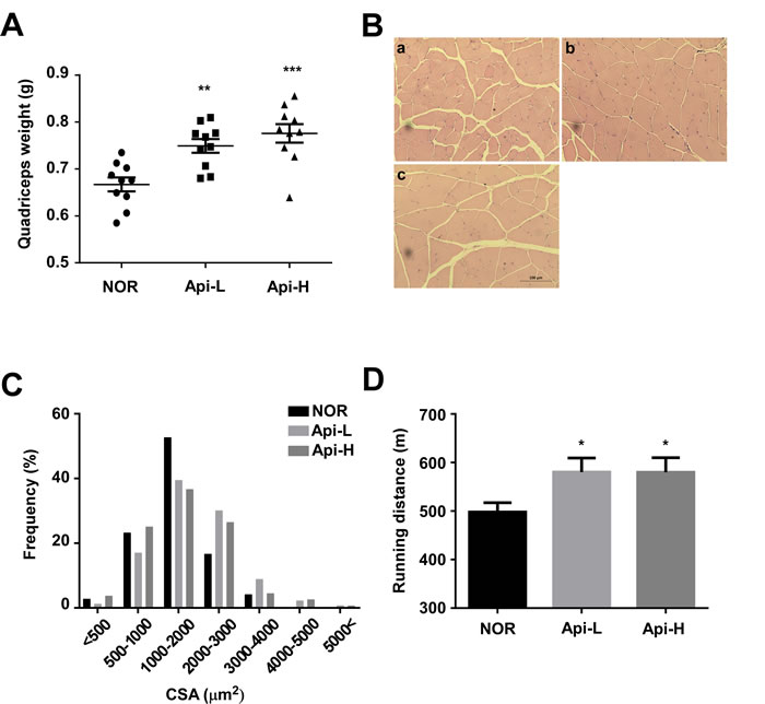 Effect of apigenin on quadricep muscle weight and treadmill running distance.