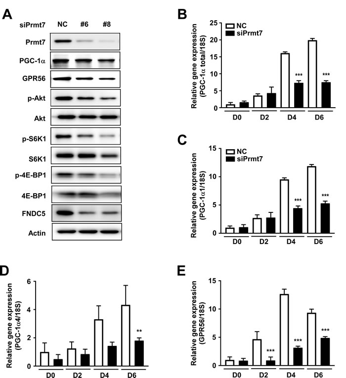 Prmt7 regulates the GPR56 pathway.