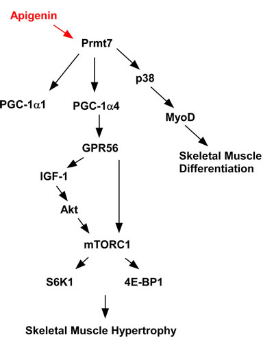 Proposed mechanism of action for the effects of apigenin on skeletal muscle.