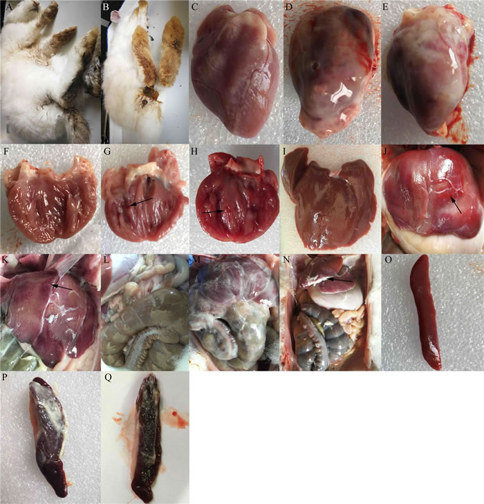 Clinical symptoms and gross lesions of rabbits after infection with enterohemorrhagic