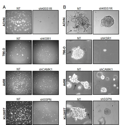 Figure 5: