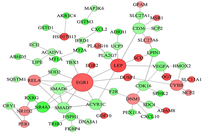 Protein-protein interaction network of differentially expressed genes related to lipid metabolism.