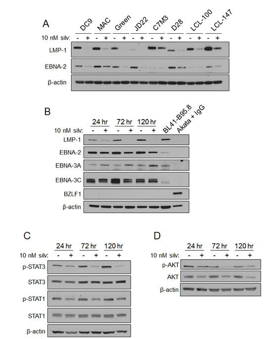 Silvestrol modulates EBV LMP-1 and LMP-1-driven signaling pathways in LCL.