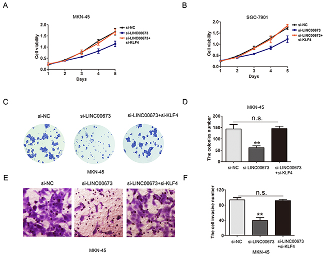 KLF4 is partly mediated in the oncogenic efficiency of LINC00673 in GC cells.