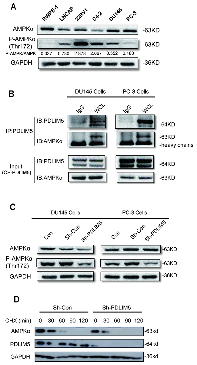 PDLIM5 maintains AMPK activation and decrease its degradation.