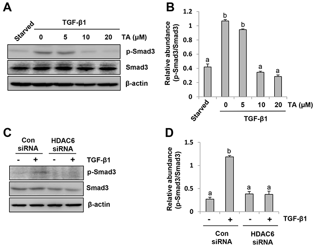 HDAC6 is required for TGF-&#x03B2; induced Smad3 phosphorylation in peritoneal mesothelial cells.