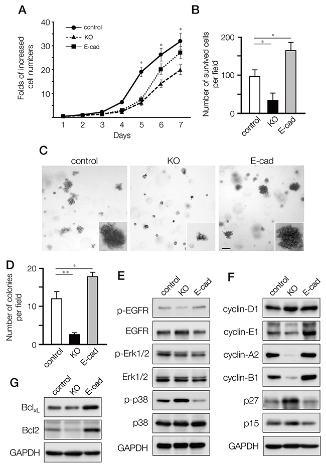 Effects on cell proliferation, growth and survival of MDA-MB-231 cells by depleting A11exon38(+) or forced expression of E-cadherin.