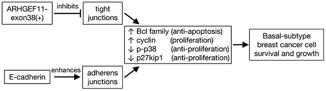 Model of effects of ARHGEF11-exon38(+) and E-cadherin expression in basal breast cancer cells.