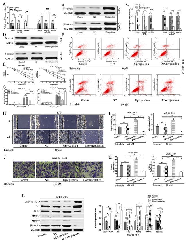 Upregulation of Wnt/&#x03B2;-catenin signaling pathway relieves the viability and apoptosis, and enhanced migration and invasion effects of baicalein in osteosarcoma cells.