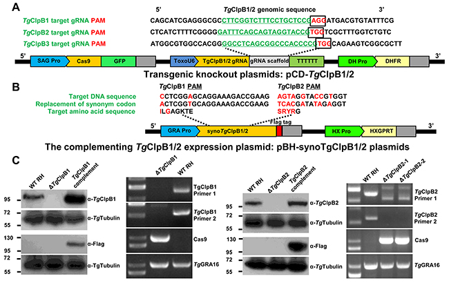 Figure 2: