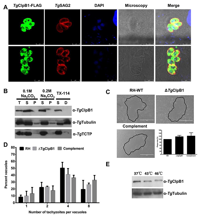 Figure 3: