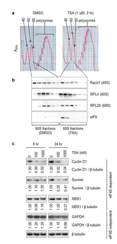 Like RPL24 knockdown, HDACi reduces 80S assembly while increasing 60S retention of eIF6 and reduces expression of cap (eIF4)-dependently translated proteins.
