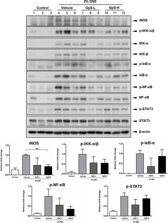 GpS suppresses iNOS, NF-&#x03BA;B and STAT3 signaling in colonic tissue of DSS-induced mice.