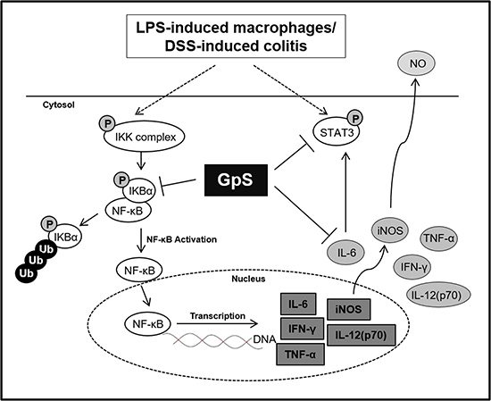 A schematic diagram proposing the potential inhibitory role of GpS in inflammatory signaling pathways.