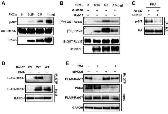 Rab37 phosphorylation by PKC&#x03B1; inhibited GTP binding ability.