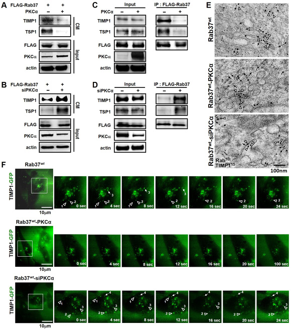 PKC&#x03B1; expression impaired Rab37-mediated exocytotic transport of TIMP1 and TSP1.