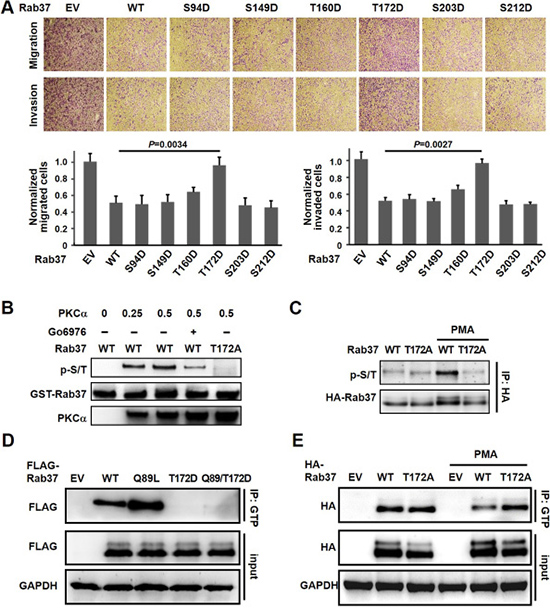 PKC&#x03B1; phosphorylated Rab37 at T172 and inhibited GTP binging ability.