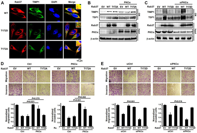PKC&#x03B1;-mediated T172 phosphorylation of Rab37 was critical for modulating Rab37 activity.