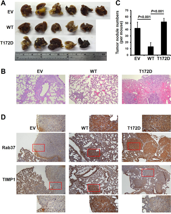 Phospho-mimetic T172D mutant of Rab37 lost its metastasis suppression ability
