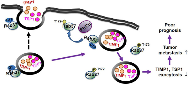 A schematic diagram illustrates that PKC&#x03B1;-mediated Rab37 phosphorylation inhibits the GTP-binding and exocytosis function as well as the metastasis suppressive effects of Rab37 leading to tumor progression and poor prognosis of lung cancer patients.