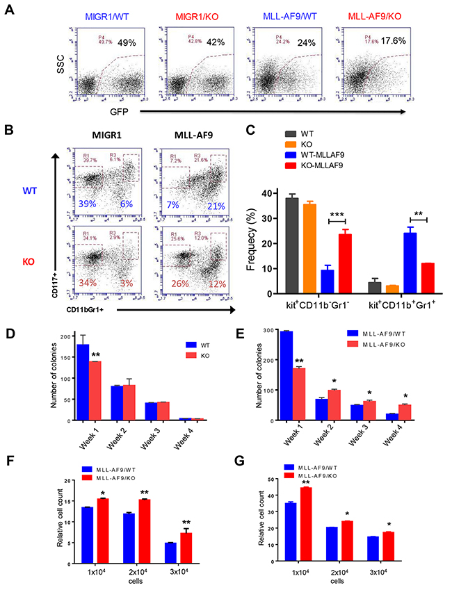 Necdin deficiency enhances the proliferation of hematopoietic progenitor cells expressing MLL-AF9.