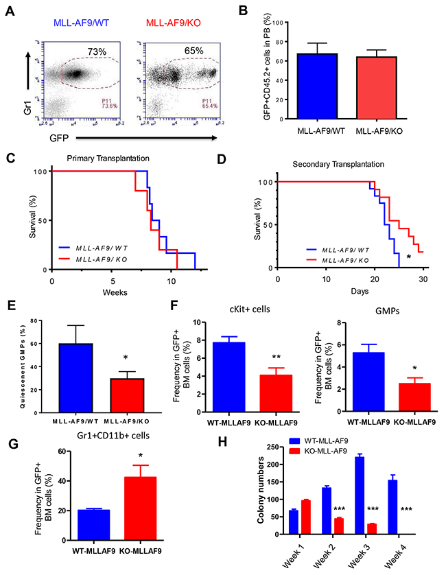 Necdin deficiency delays the progression of leukemia-induced by MLL-AF9.