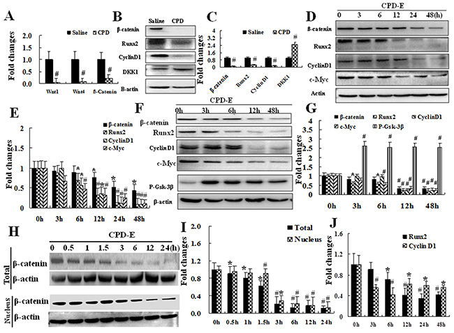 Cyclophosphamide suppressed the activation of Wnt/&#x00DF;-catenin pathway involved in osteoblastogenesis in mesenchymal stem cells.