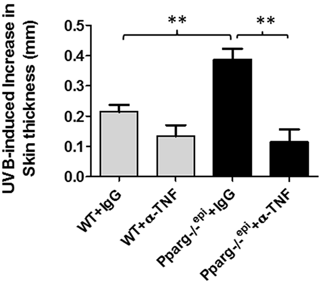 Neutralizing antibodies to TNF-&#x03B1; block the augmented increase in skin thickness that occurs following an acute UVB exposure of Pparg-/-epi mice.