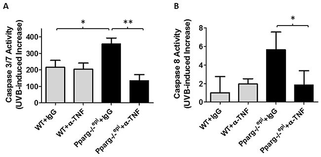 Neutralizing antibodies to TNF-&#x03B1; block the augmented increase in UVB-induced apoptosis in Pparg-/-epi mice.