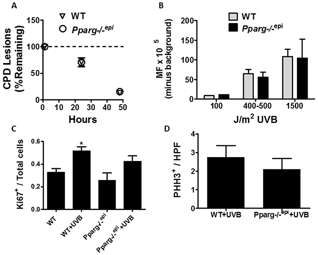Cyclobutane pyrimidine dimer (CPD) repair rates, mutation frequency, and epidermal hyperplasia are not altered in Pparg-/-epi mice following a single UV treatment.