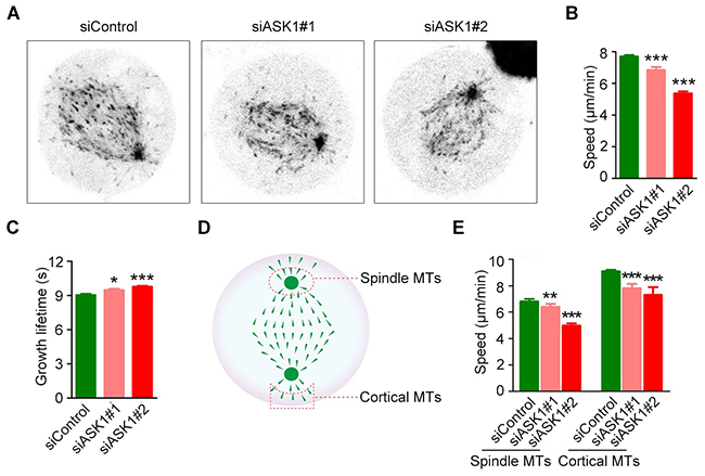 ASK1 depletion decreases microtubule dynamics.