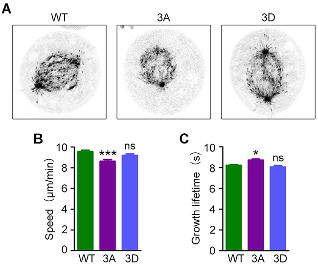 Expression of a phosphorylation-deficient EB1 mutant decreases microtubule dynamics.