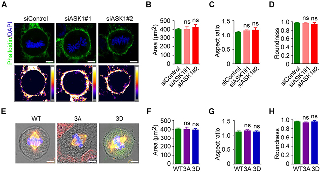 Cortical actin and cell shape are not affected by ASK1 depletion.