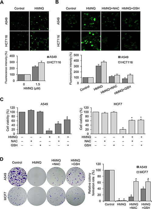 HMNQ inhibits cell proliferation through the generation of ROS.