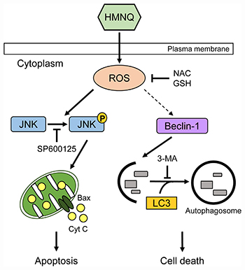 Schematic representation of HMNQ-induced apoptosis and autophagy.