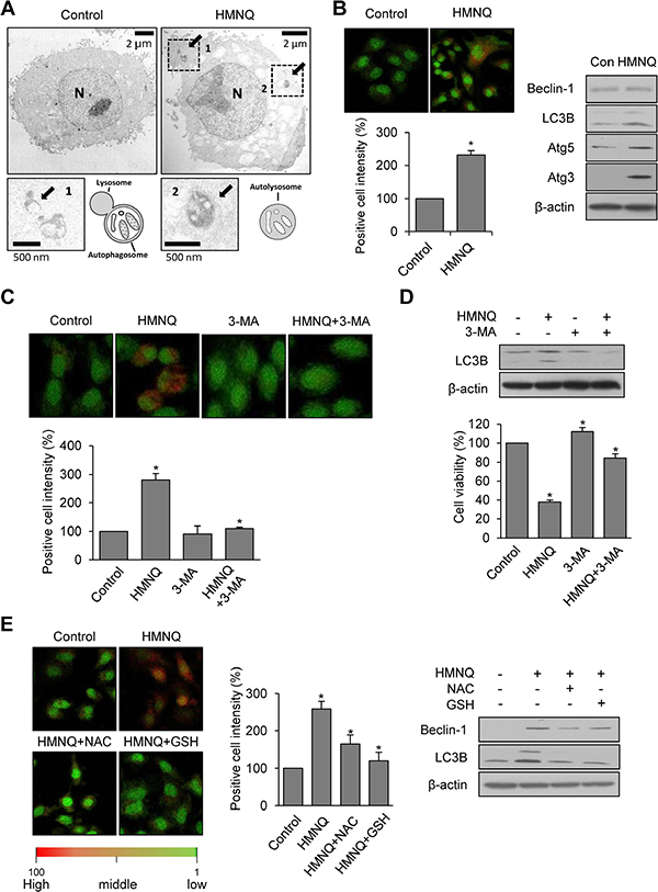 HMNQ induces autophagy-mediated cell death through ROS generation.