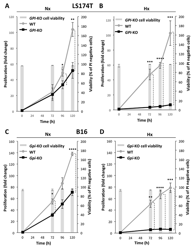 Cell growth and cell viability of WT and GPI-KO cells in normoxia and 1% hypoxia.