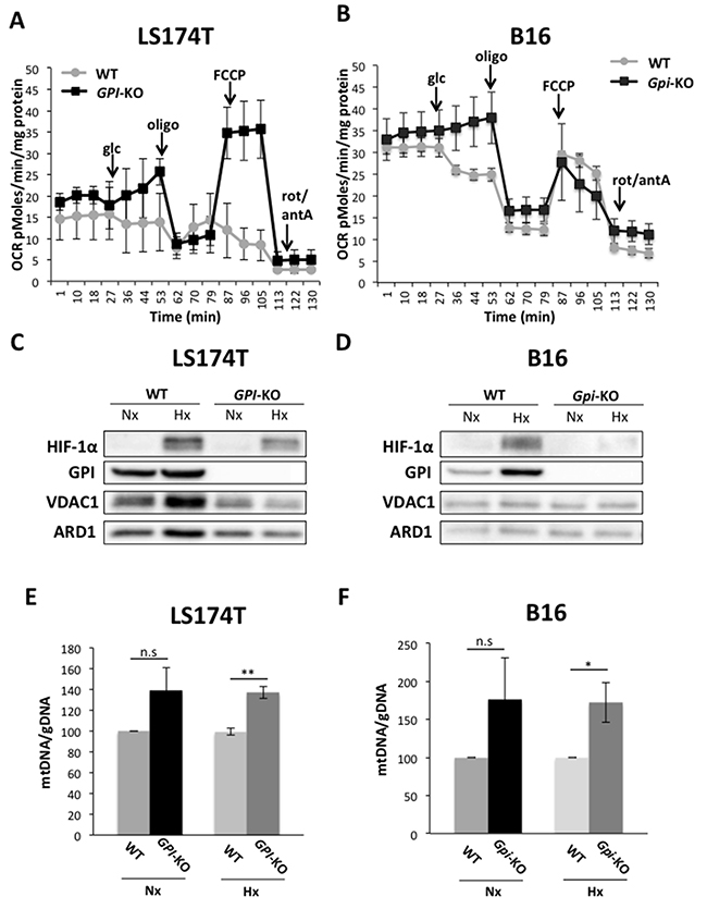 Oxidative metabolism of glucose is activated in GPI-KO cells.